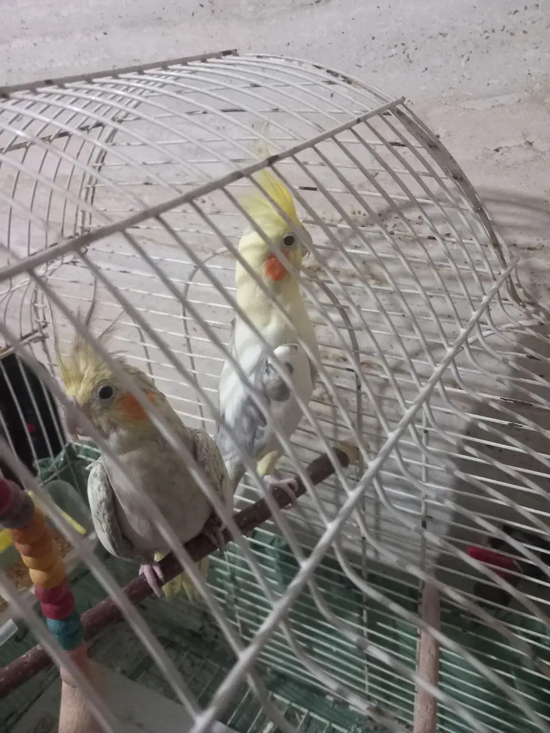 عروس هلندی|پرنده|رشت, سلیمانداراب|دیوار