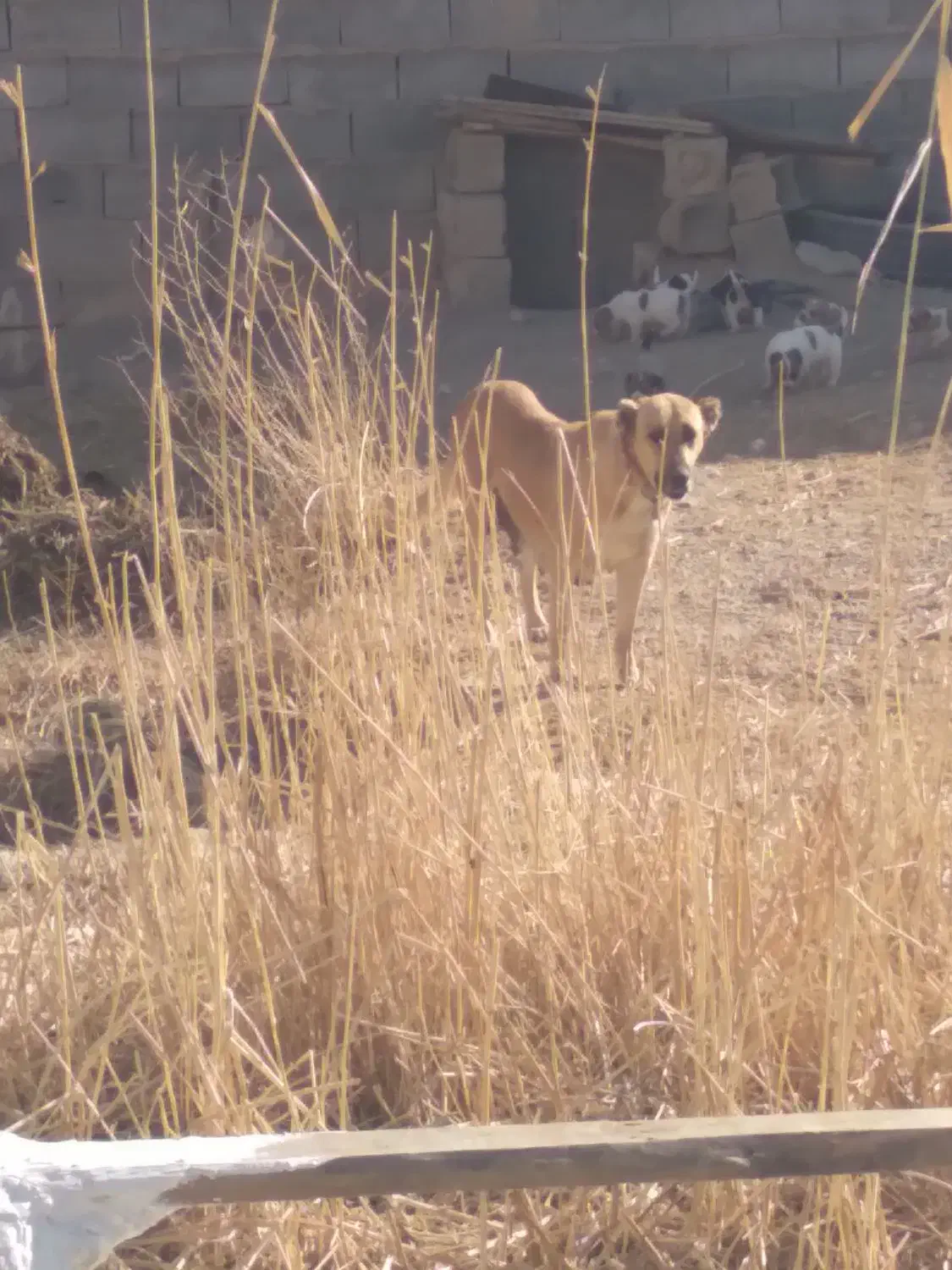 توله  سرابی .|سگ|بجنورد, |دیوار