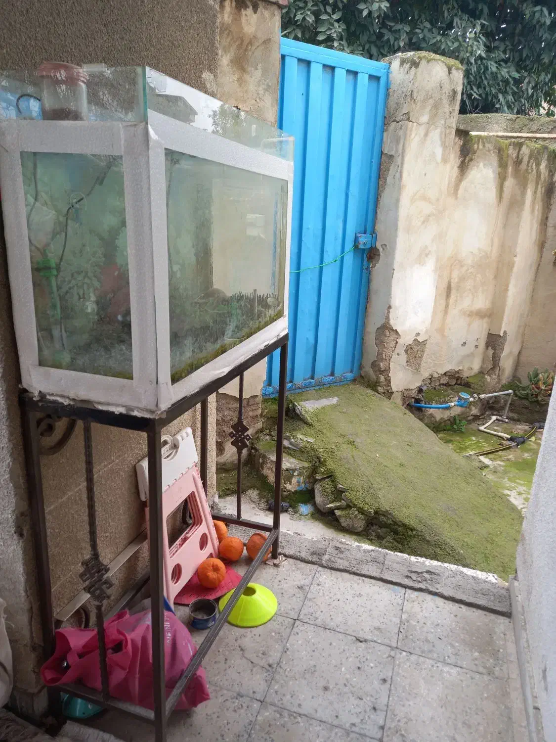 اکواریم|ماهی|گرگان, |دیوار