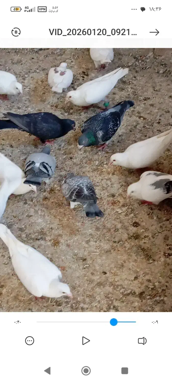 .15تا کبوتر|پرنده|سراوان, |دیوار