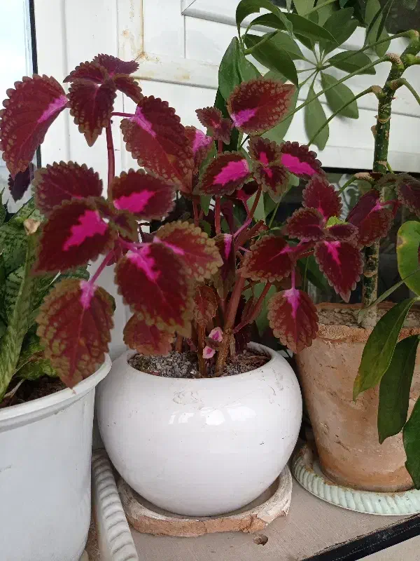 گل طبیعی|گل و گیاه طبیعی|زنجان, |دیوار