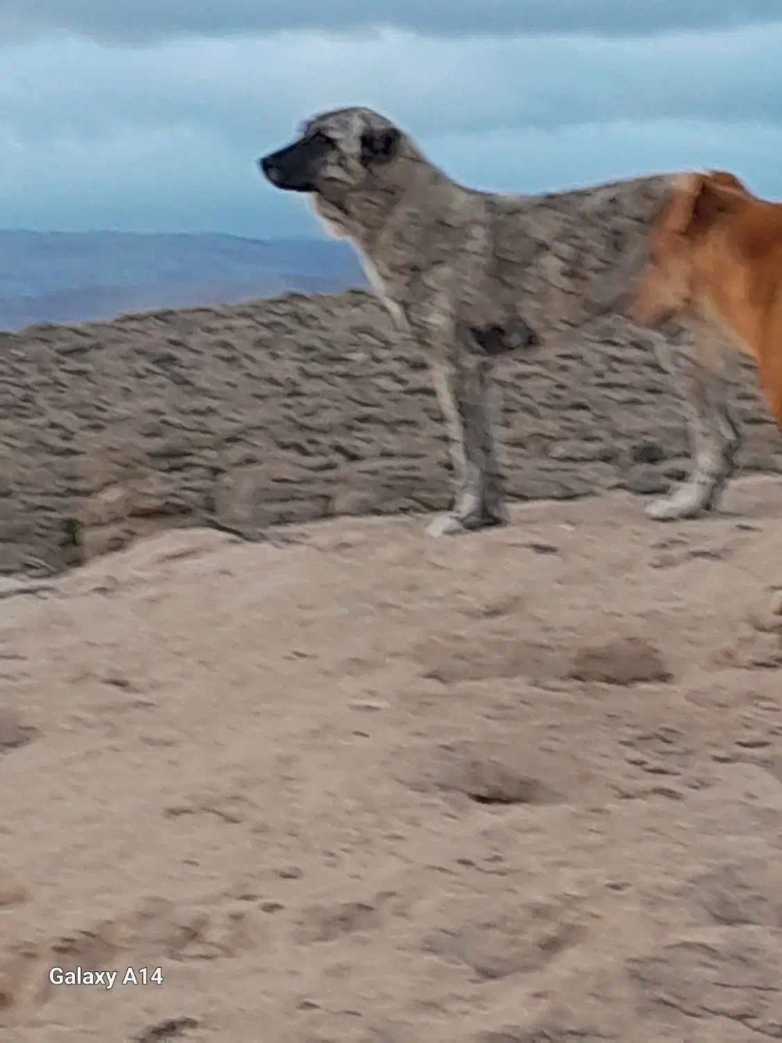 سگ فروشی|سگ|شیروان (خراسان), |دیوار