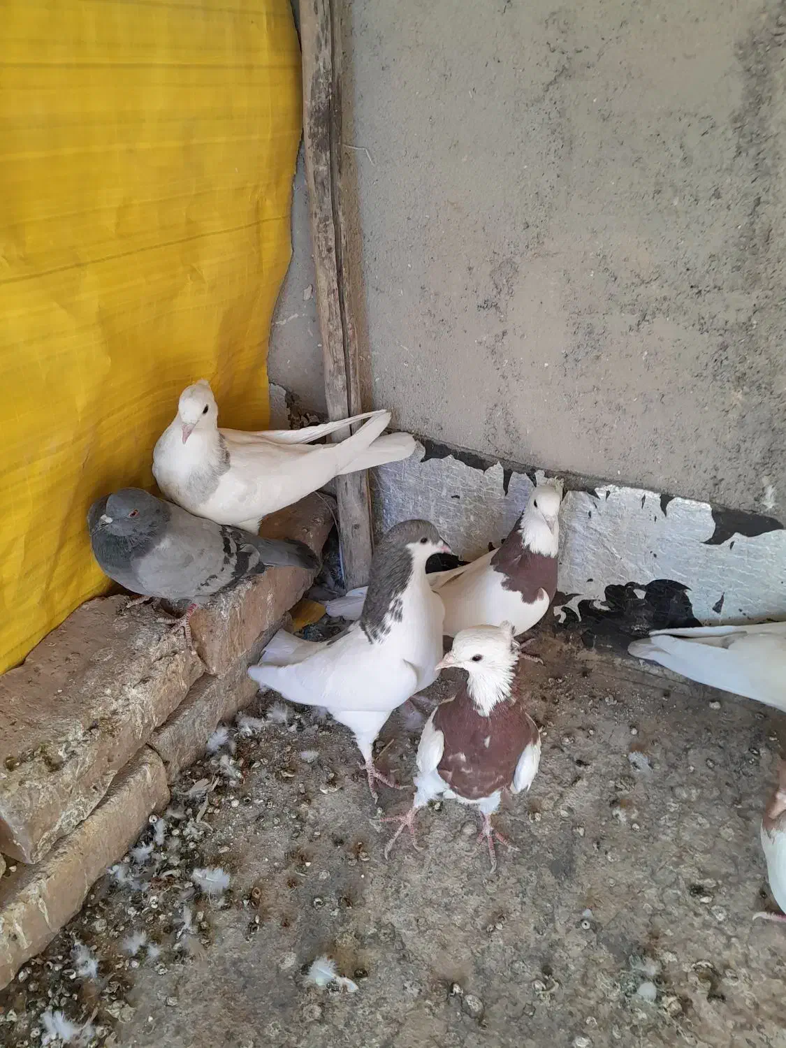 کبوتر دورگ، کله،وخوشرنگ|پرنده|مبارکه, |دیوار