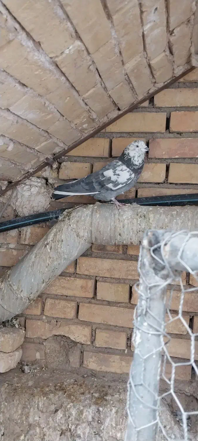 کبوتر پرشی|پرنده|دهاقان, |دیوار