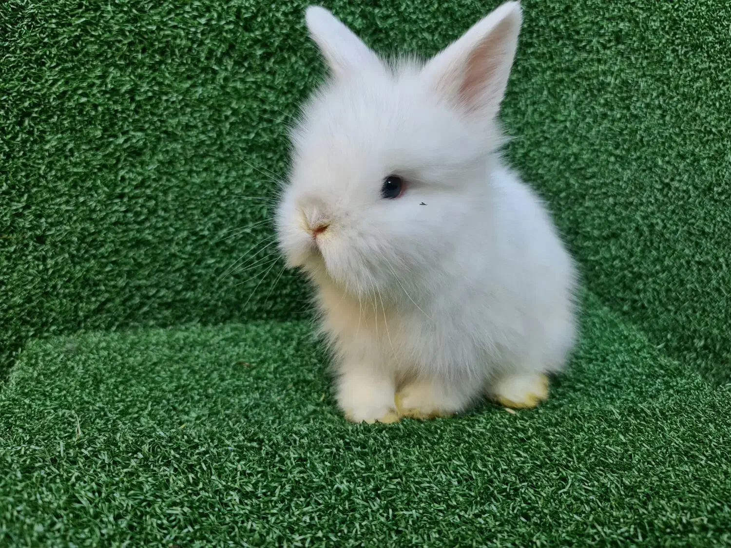 خرگوش لوپ اصیل هلندی از بهترین نژاد|موش و خرگوش|ساری, |دیوار