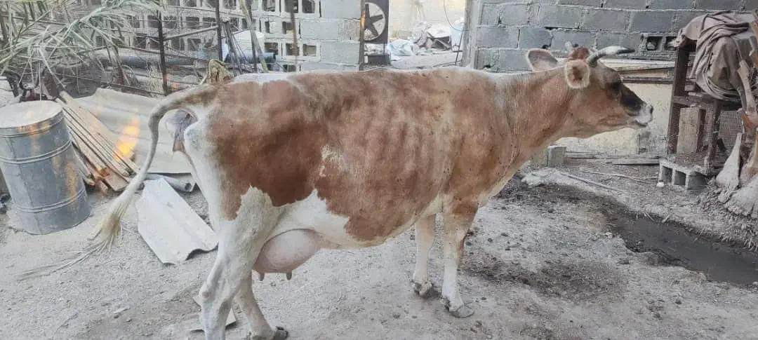 گاو شیری|حیوانات مزرعه|چاه مبارک, |دیوار