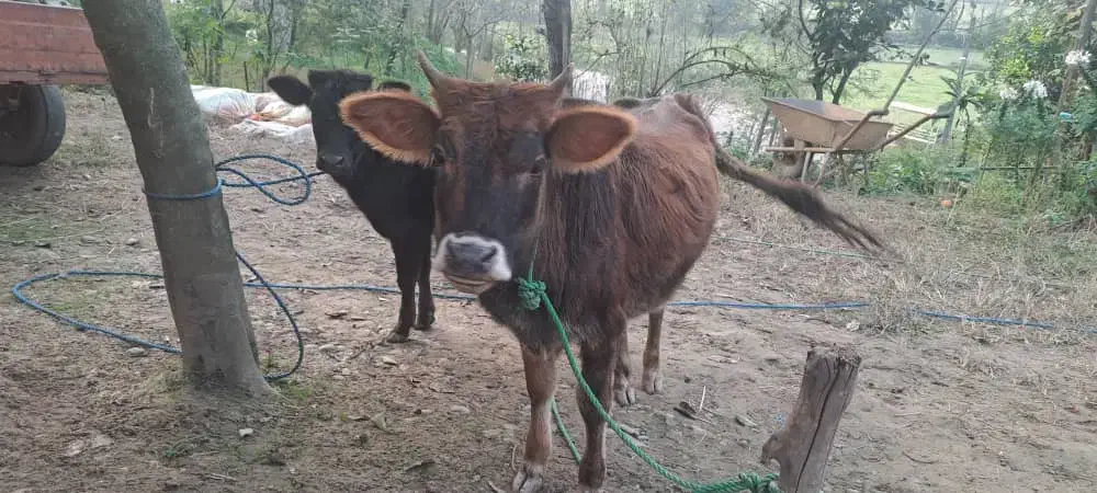 گاو|حیوانات مزرعه|رشت, کوی مهر|دیوار