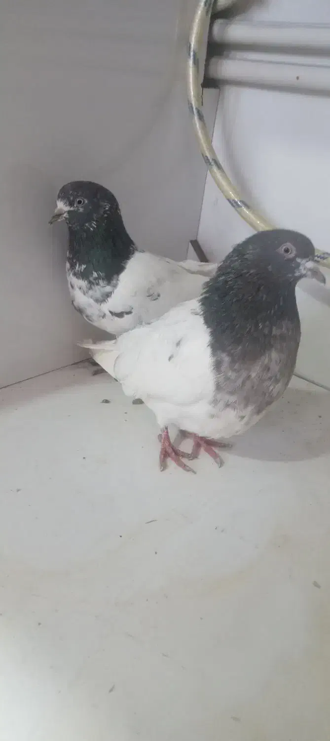 کفتر|پرنده|هشترود, |دیوار