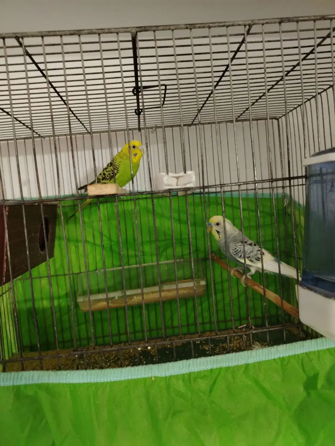 مرغ عشق|پرنده|تهران, سلیمانی|دیوار