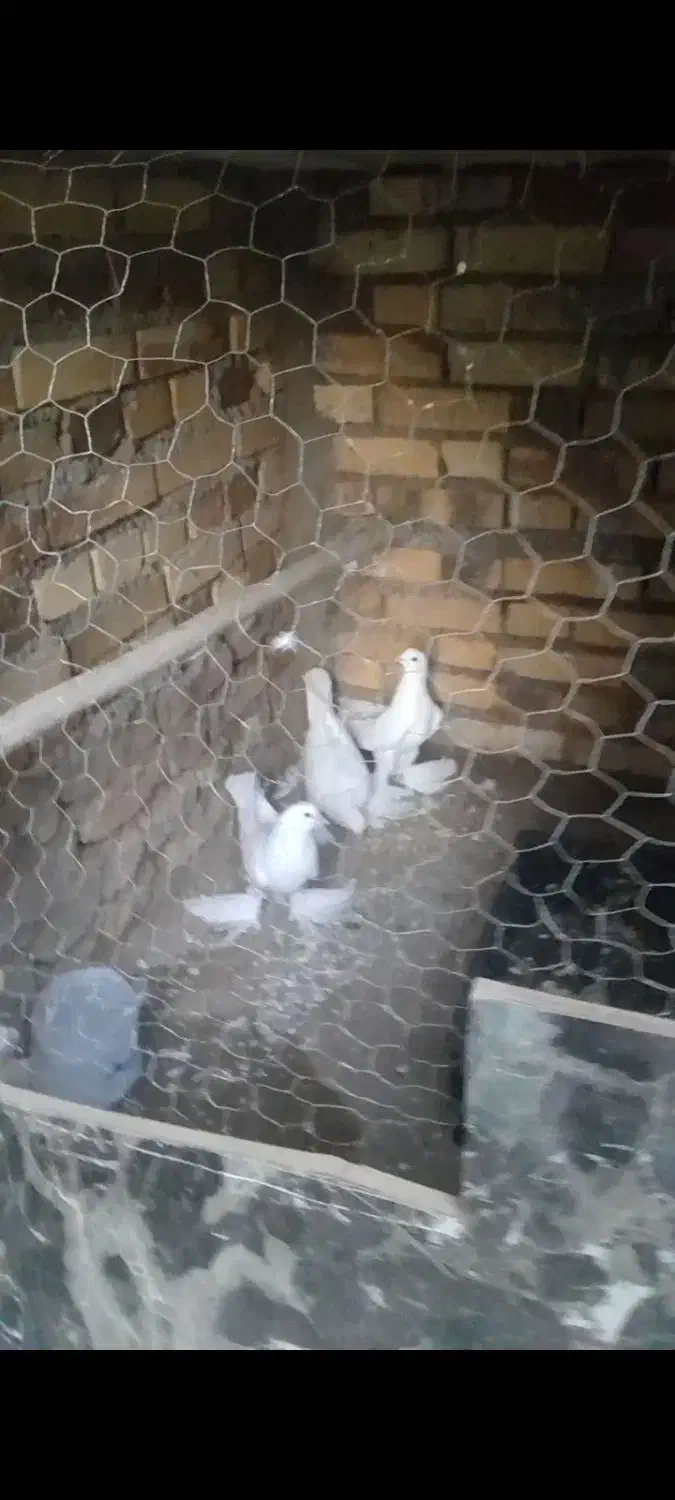 کبوتر نر|پرنده|اهر, |دیوار