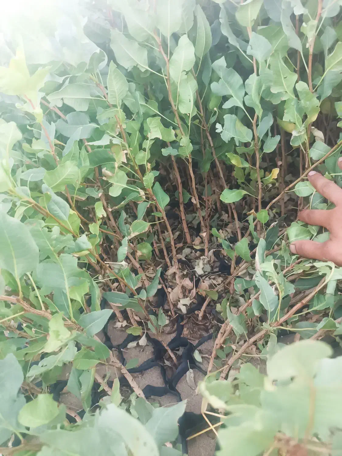 فروش نهال پسته|خدمات باغبانی و درختکاری|ورامین, شهرک ولیعصر|دیوار