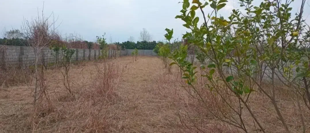 زمین باغی (ملک شخصی)|فروش زمین و ملک کلنگی|آمل, |دیوار