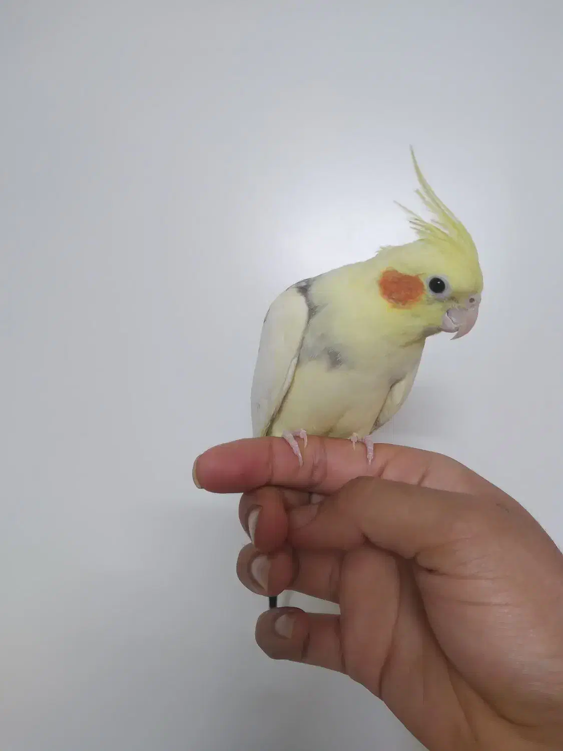 عروس هلندی|پرنده|ری, علایین|دیوار