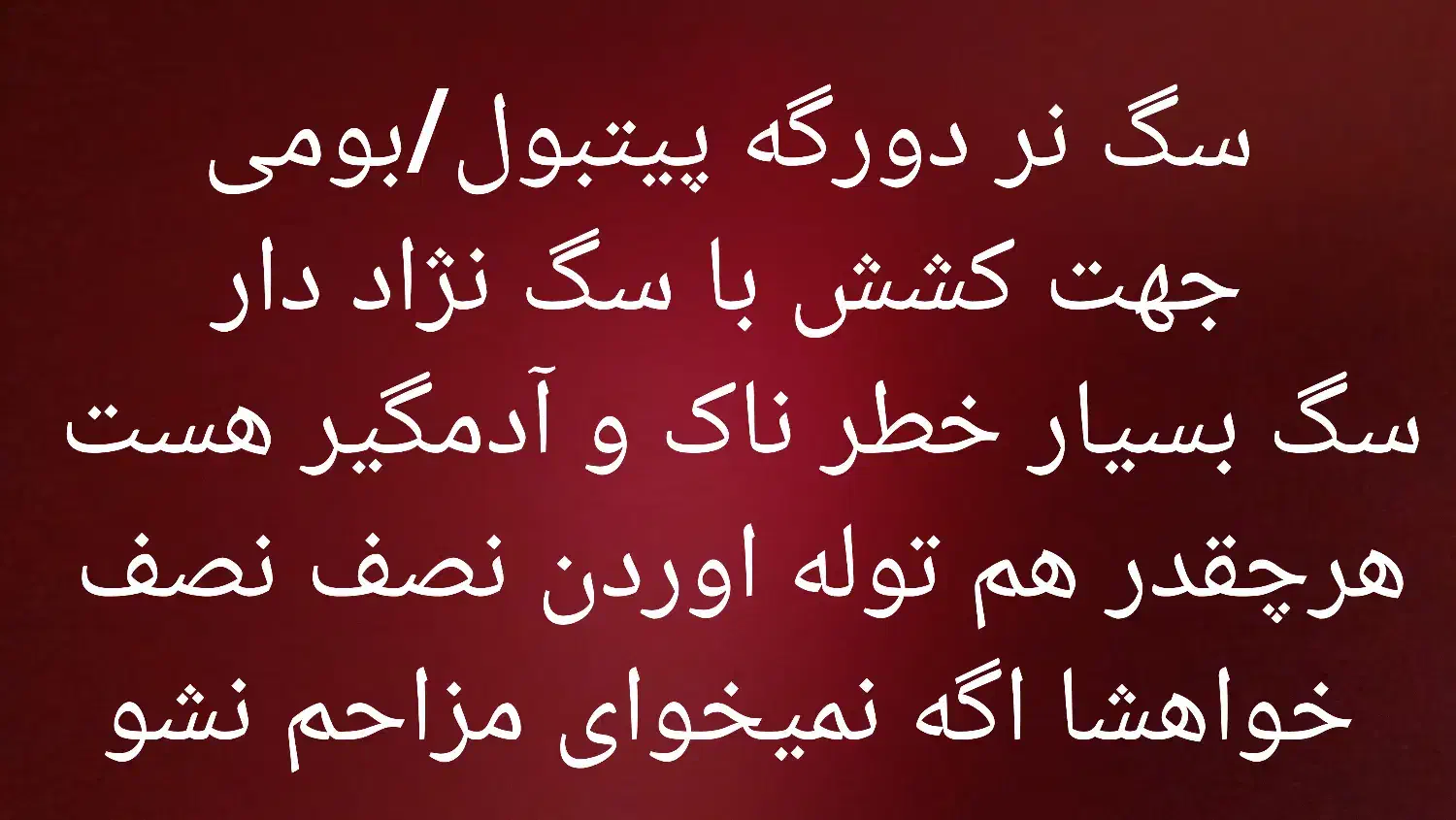 سگ نر دورگه پیتبول|سگ|کرمانشاه, |دیوار