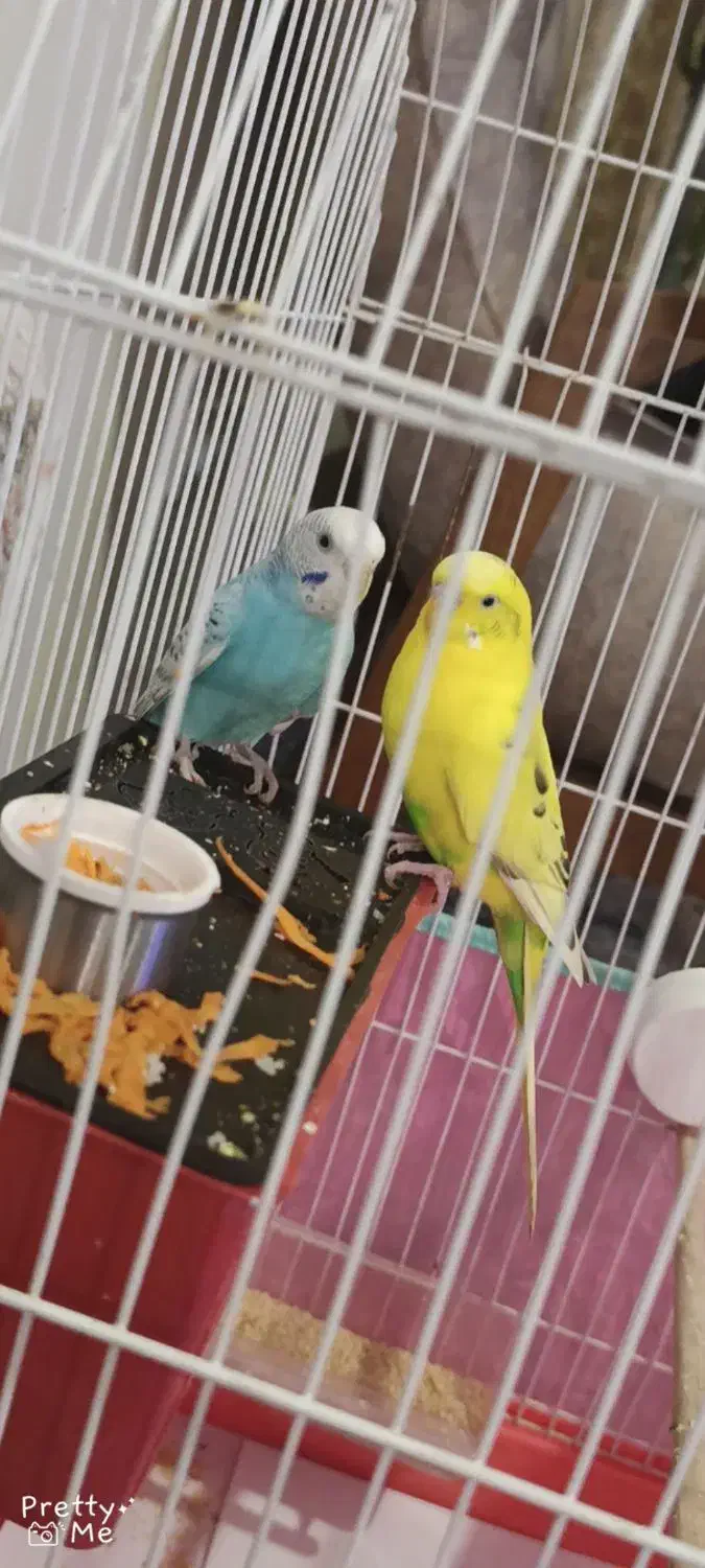 مرغ عشق نر وماده|پرنده|هشتگرد, شهرک بعثت|دیوار