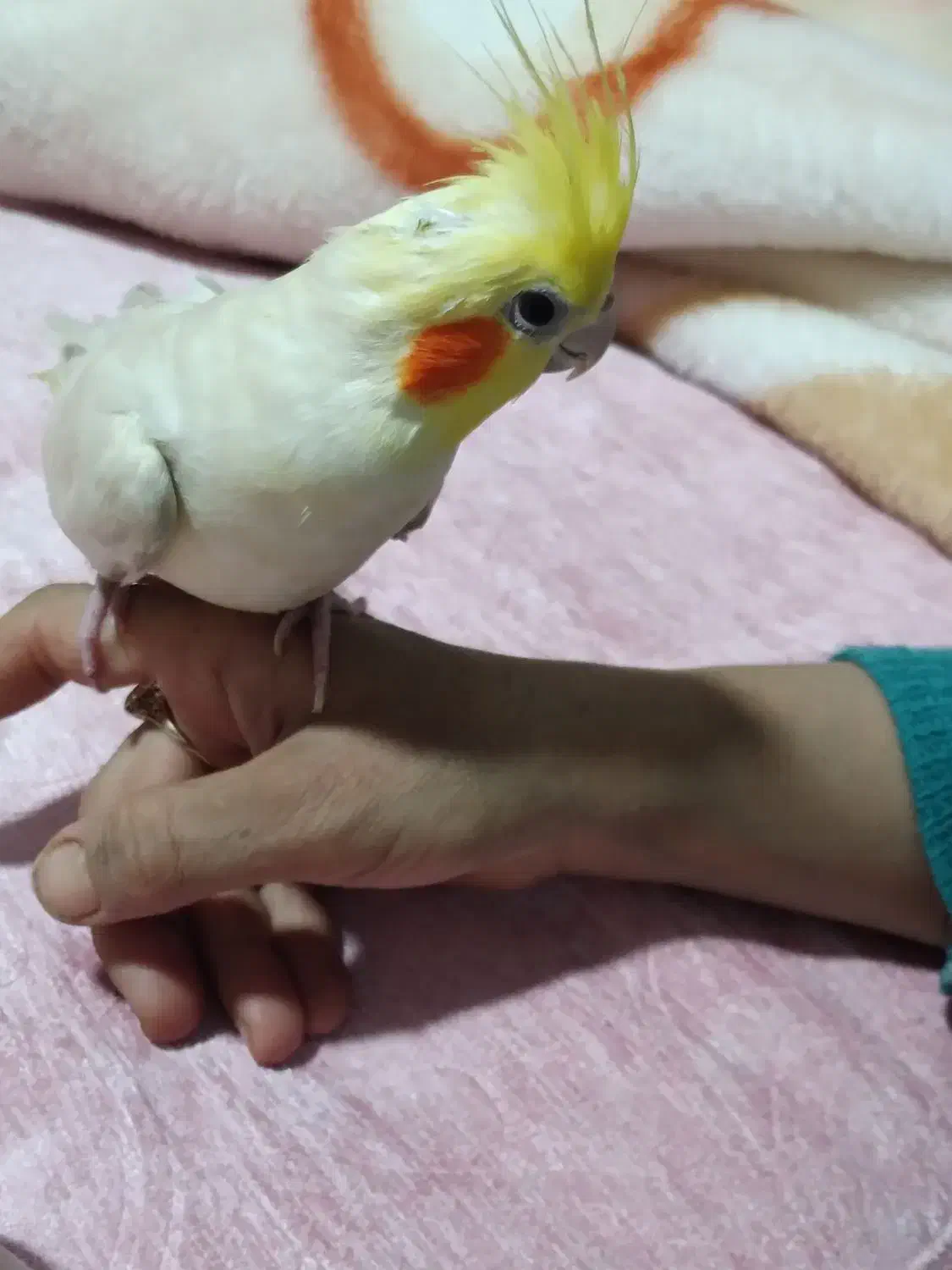 عروس هلندی نازار|پرنده|نورآباد, |دیوار