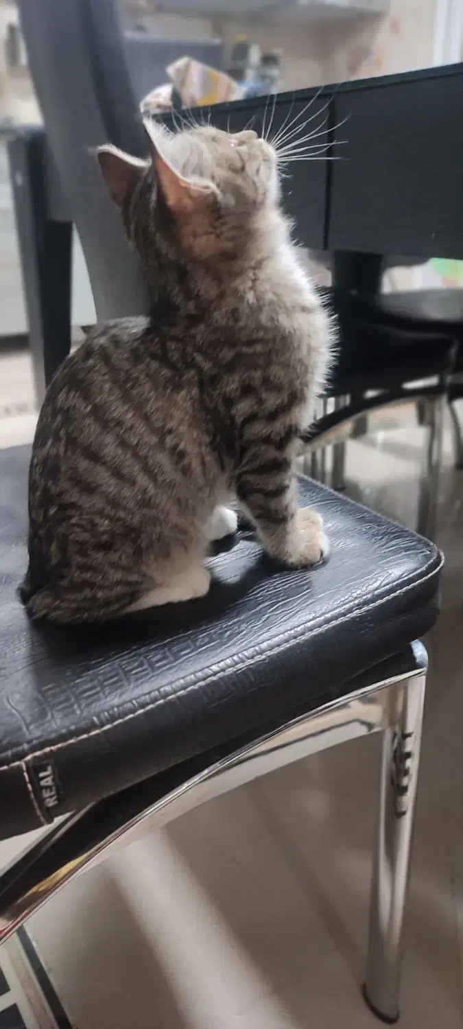 واگذاری گربه|گربه|بیرجند, |دیوار