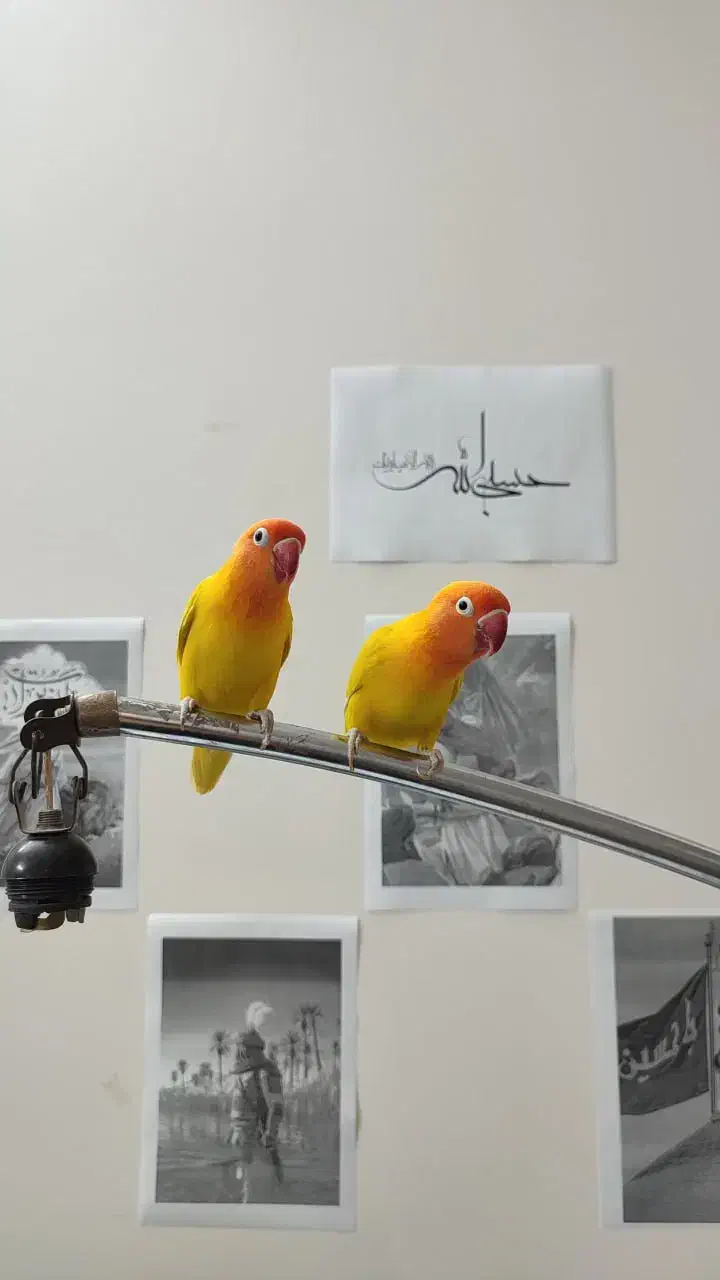 جفت طوطی کوتوله فیشر طلایی|پرنده|مشهد, شهید فرامرز عباسی|دیوار