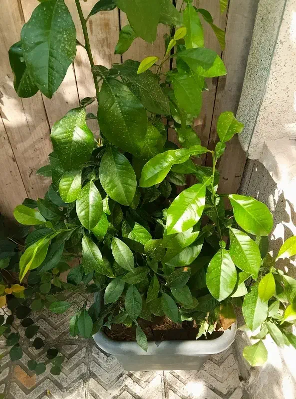 گل بهار نارنج|گل و گیاه طبیعی|سلماس, |دیوار