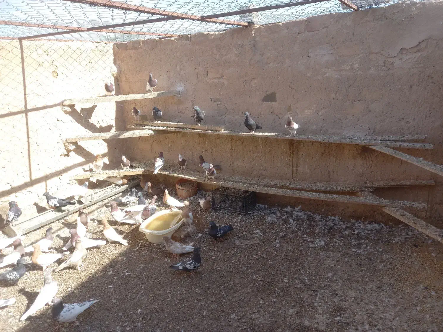 کفتر|پرنده|کاشمر, |دیوار