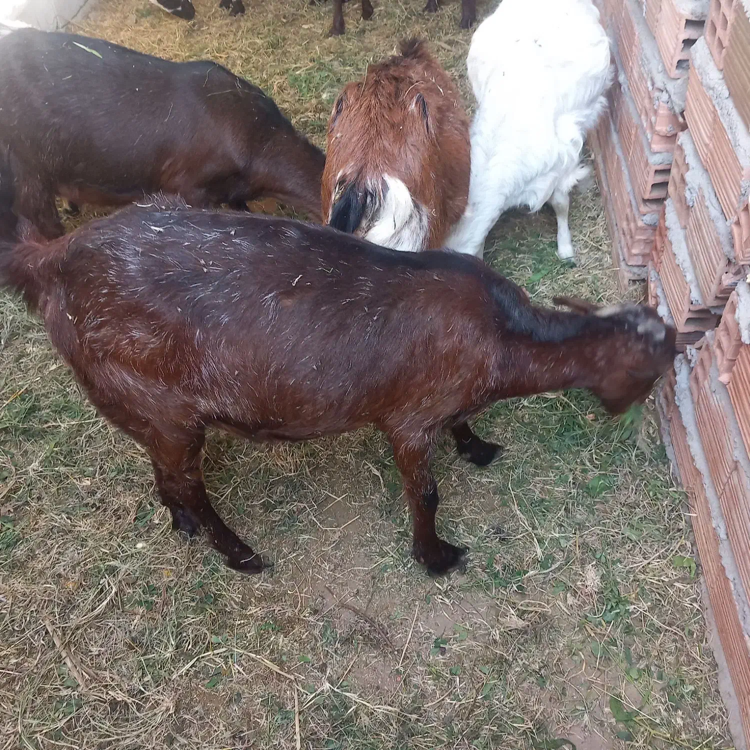 سلام یک عدد بز دوقلو زاه فروشی|حیوانات مزرعه|گنبکی, |دیوار