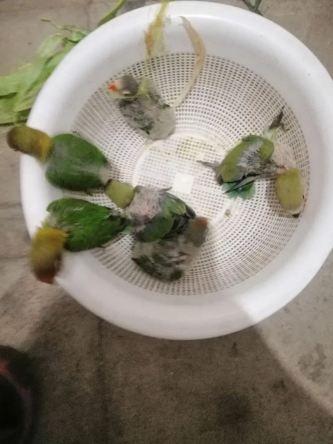 طوطی کوتوله برزیلی آماده دستی کردن|پرنده|سیرجان, |دیوار