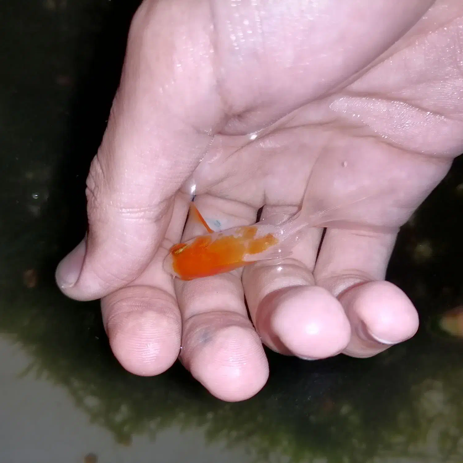 ماهی تترامولی وگلدفیش وکوریدوراس وشریمپ خزه کریسمس|ماهی|صدرا-فارس, فاز ۱|دیوار