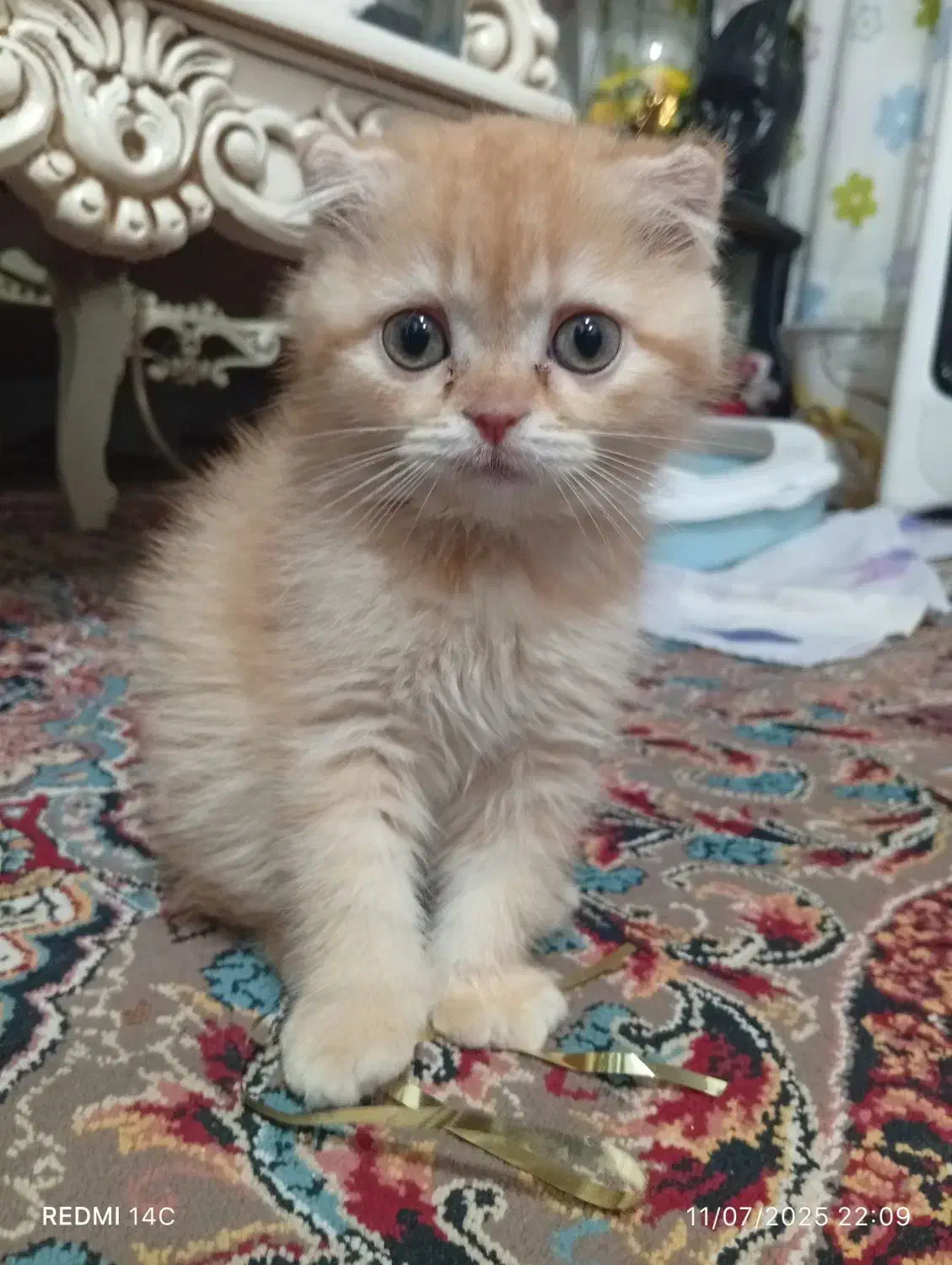 بچه گربه  اسکاتیش|گربه|لنگرود, |دیوار