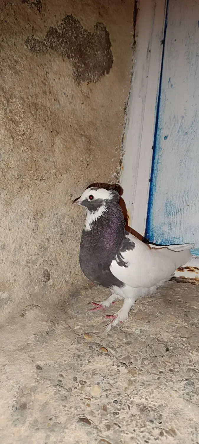 طوق سرکه ای|پرنده|مرودشت, سهلآباد|دیوار