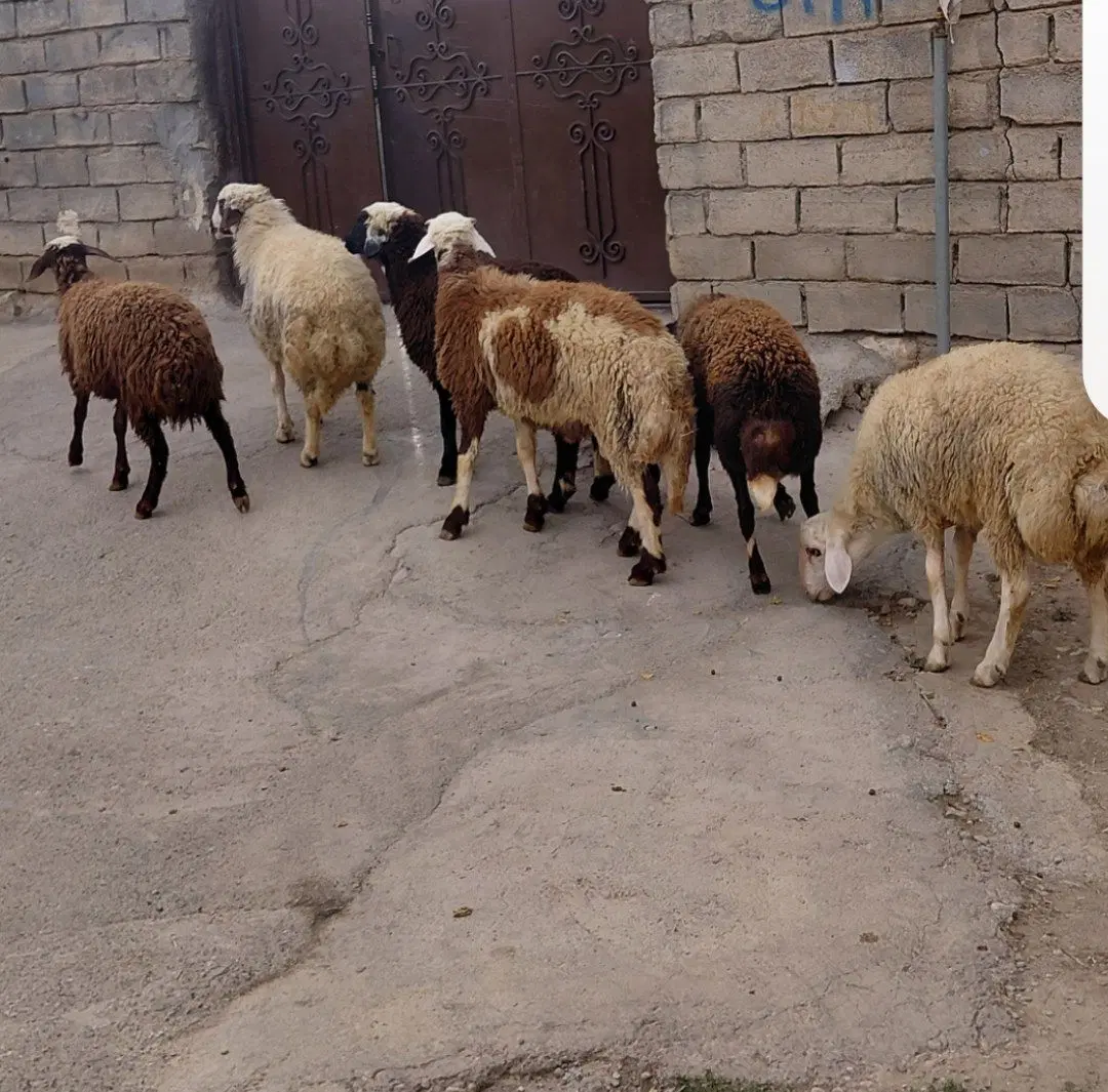 بره|حیوانات مزرعه|الشتر, |دیوار