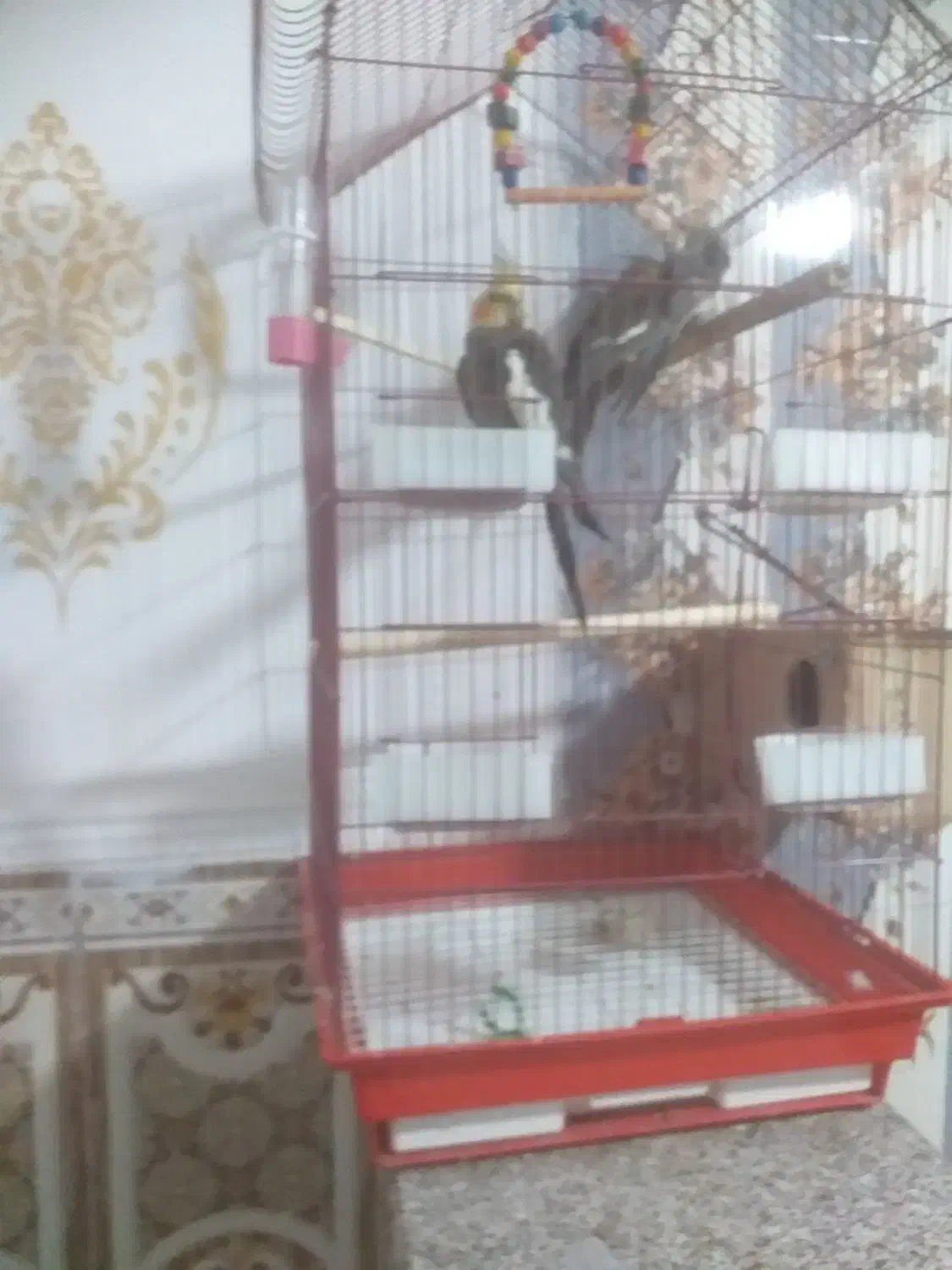 شادگان|پرنده|شادگان, |دیوار