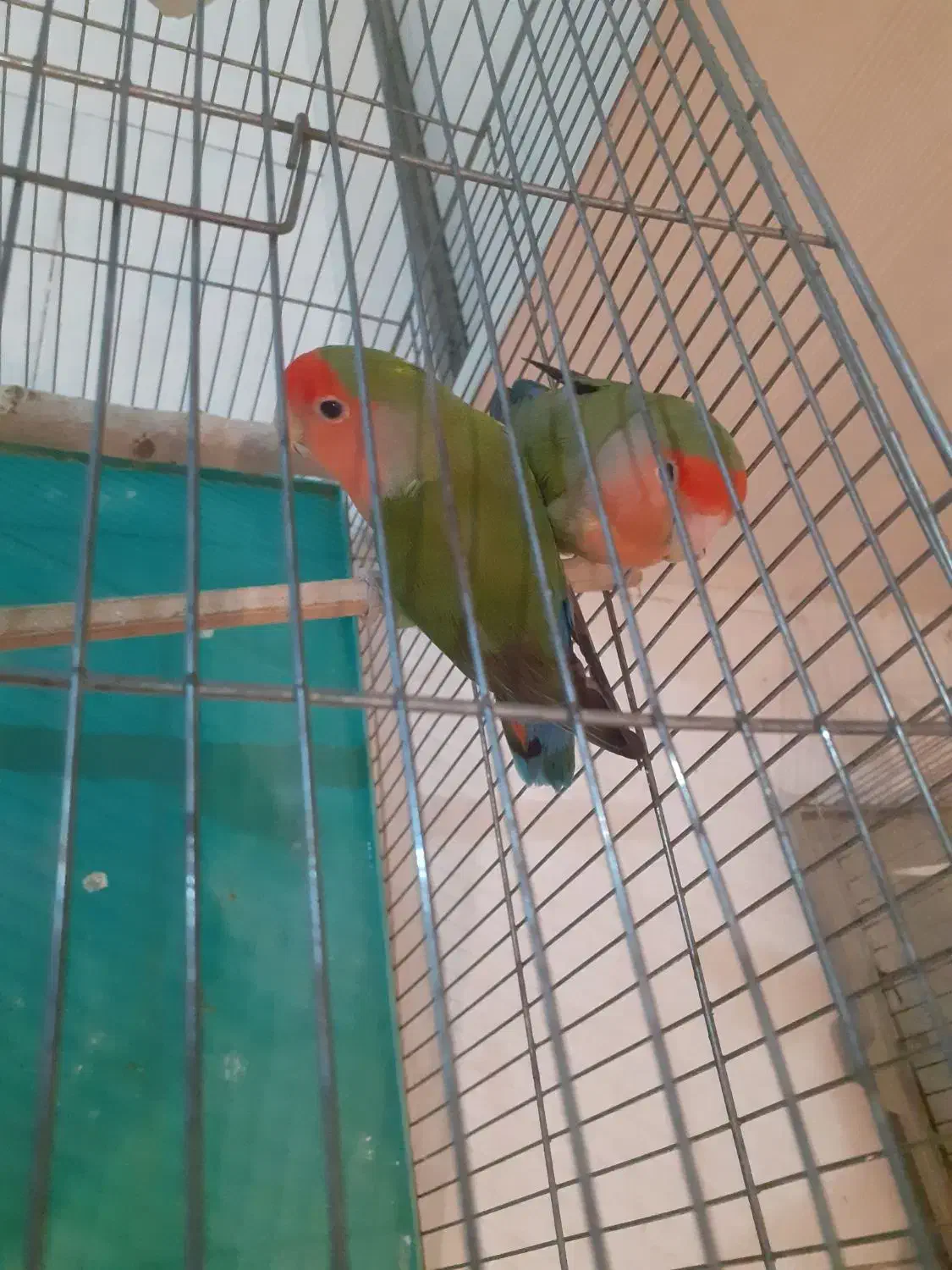 طوطی برزیلی|پرنده|پردیس, فاز ۳|دیوار