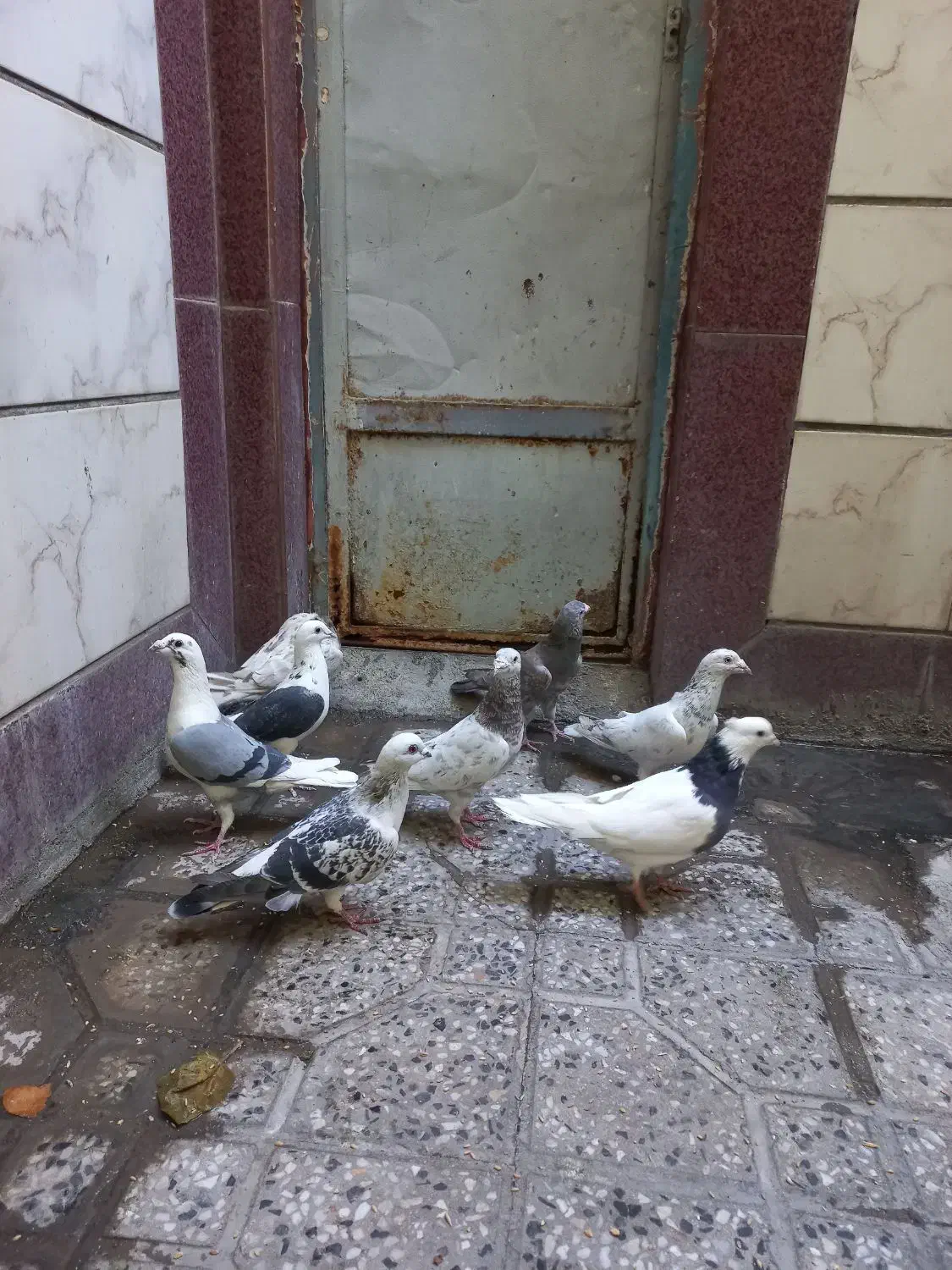 کبوترپلاکی سارسرور.پشت دار.طوقی.شامی|پرنده|خاوران, |دیوار