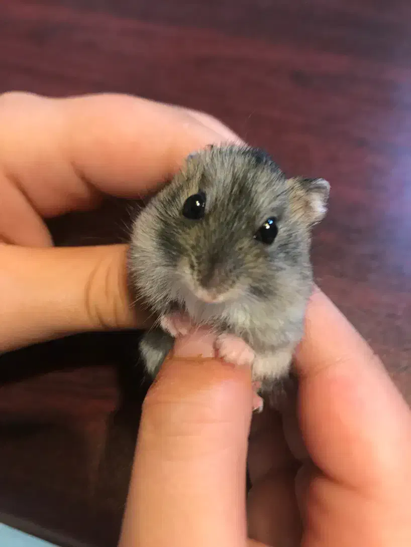 همستر زرنگ|موش و خرگوش|تهران, تهرانپارس جنوبی|دیوار