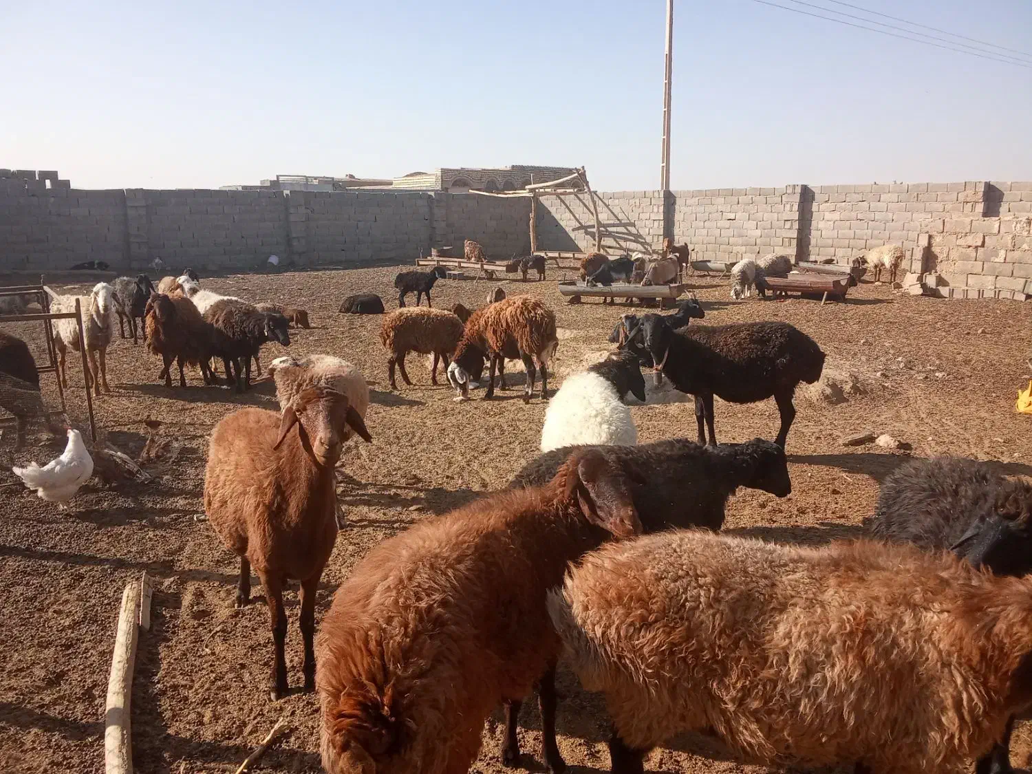 گوسفند مقانی میش وبز|حیوانات مزرعه|جرقویه, |دیوار