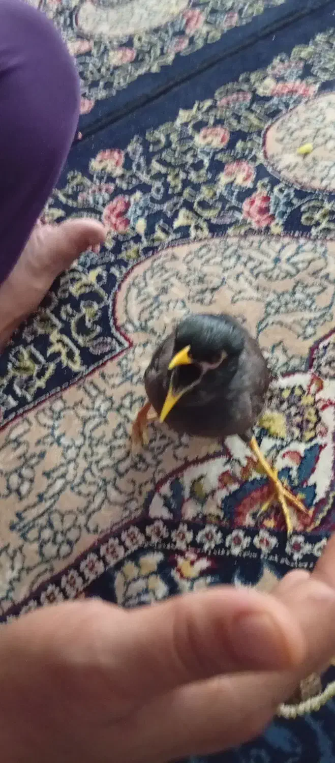 مینا گمشده|حیوانات|بیرجند, |دیوار