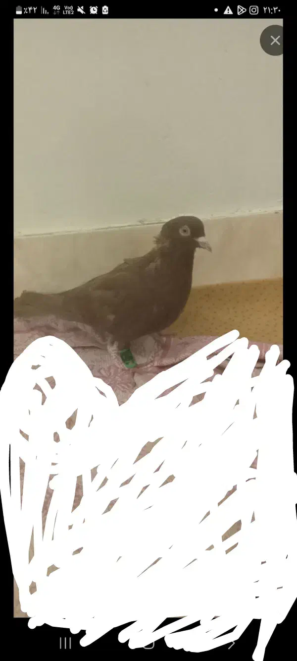 کفتر سرخ ماده آماده تخم|پرنده|شیروان (خراسان), |دیوار