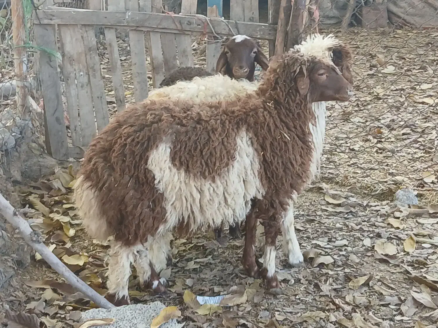 ۳عدد بره|حیوانات مزرعه|ملکشاهی, |دیوار