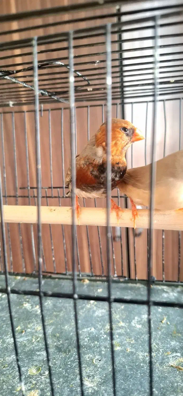 فنچ اورنج برست مولد|پرنده|تهران, سید خندان (جلفا)|دیوار