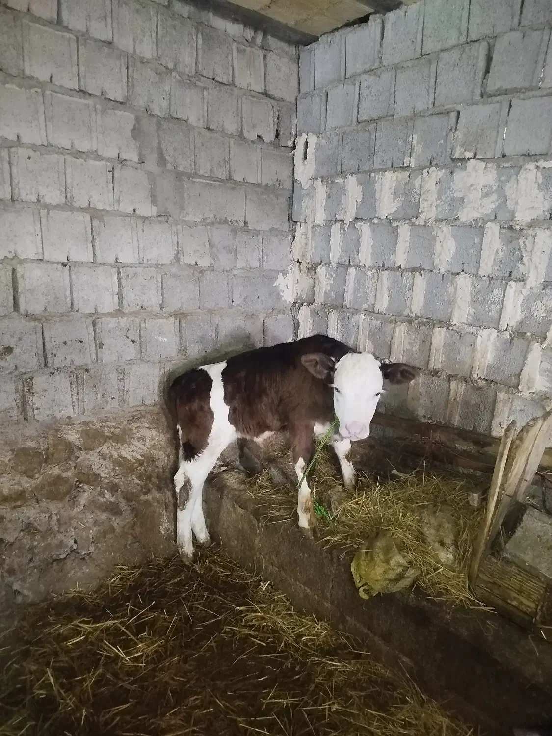 9عددگاو|حیوانات مزرعه|مشگین شهر, |دیوار