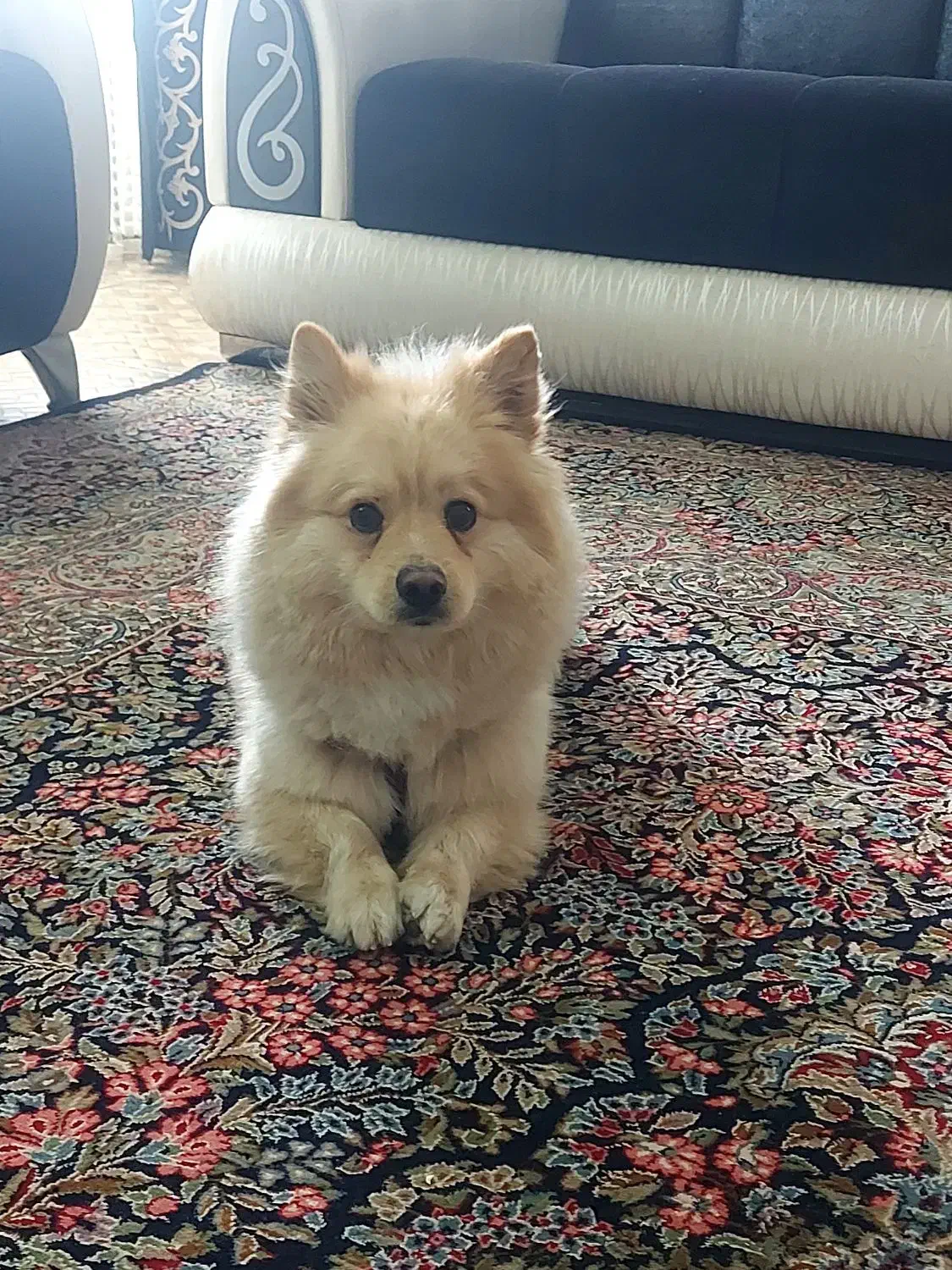 سگ پامرین|سگ|شهرکرد, |دیوار