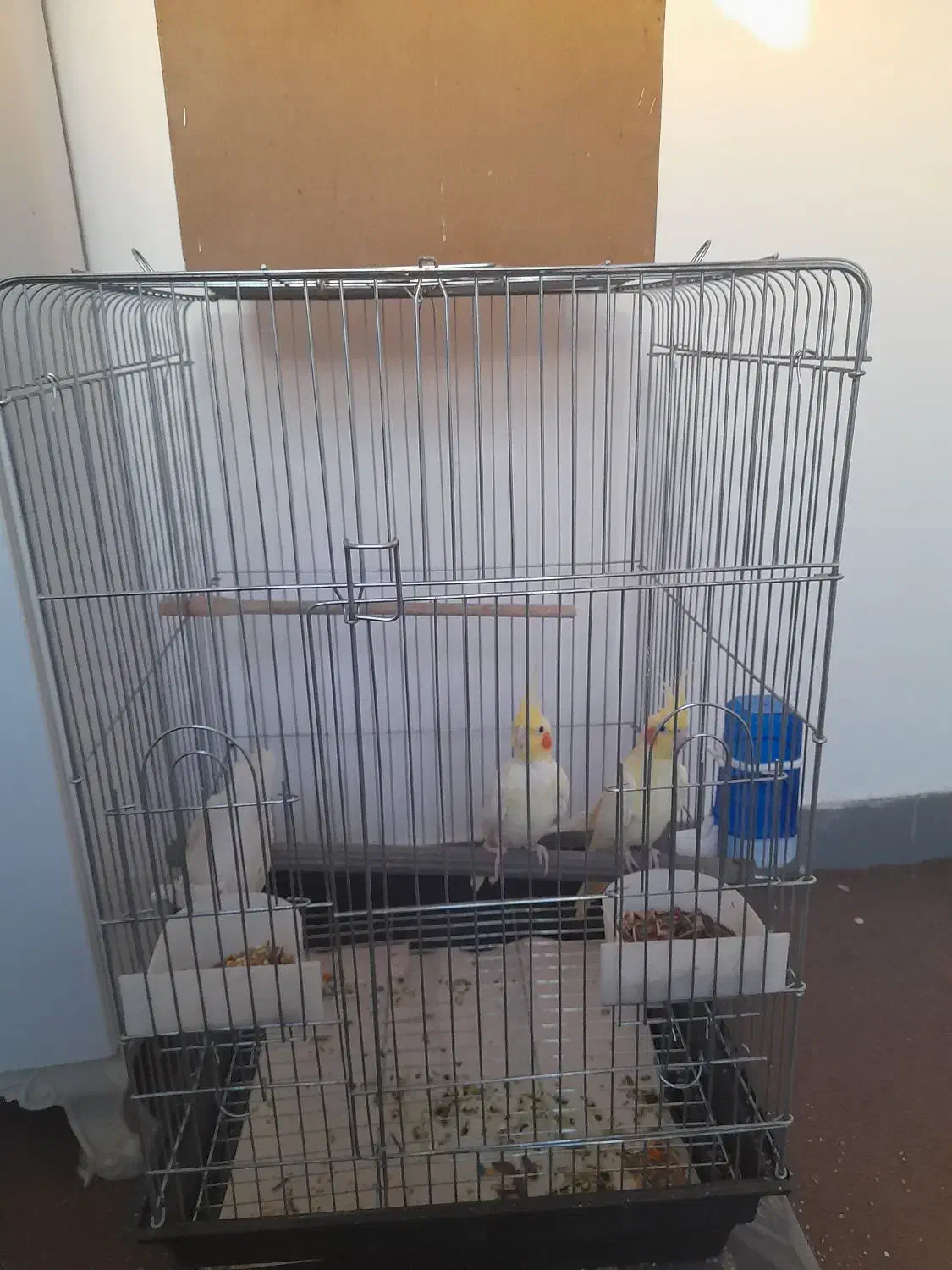 عروس هلندی|پرنده|اهواز, شهرک دانشگاه|دیوار