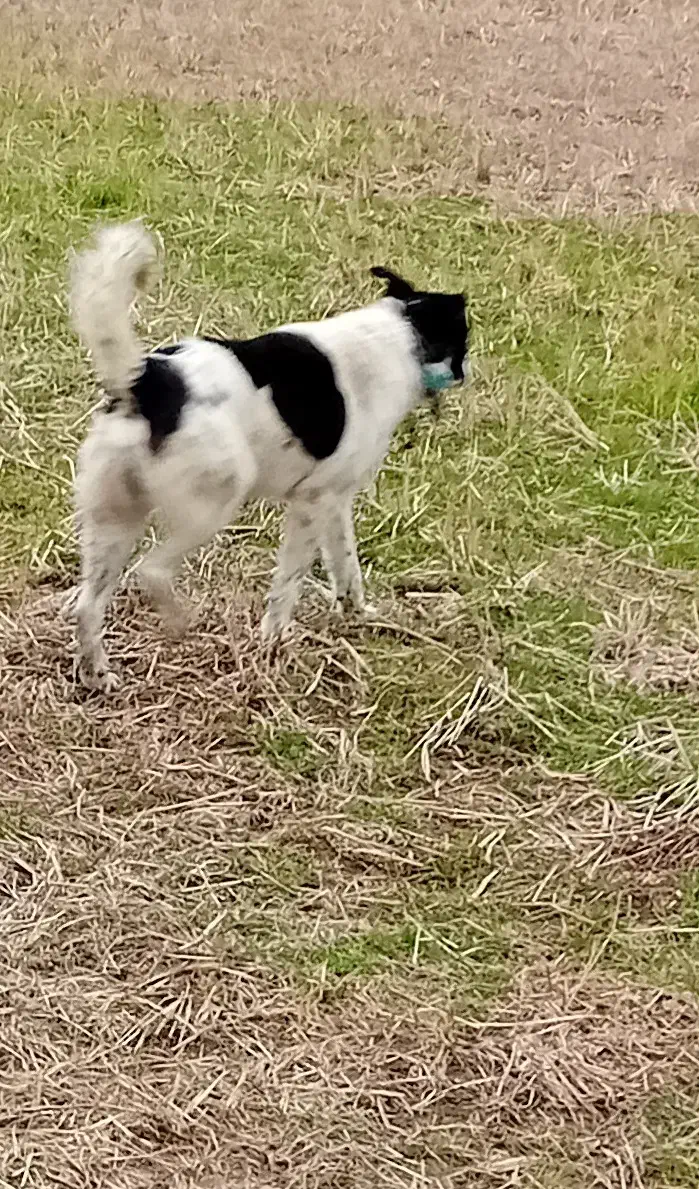 سگ گمشده|حیوانات|رودسر, |دیوار