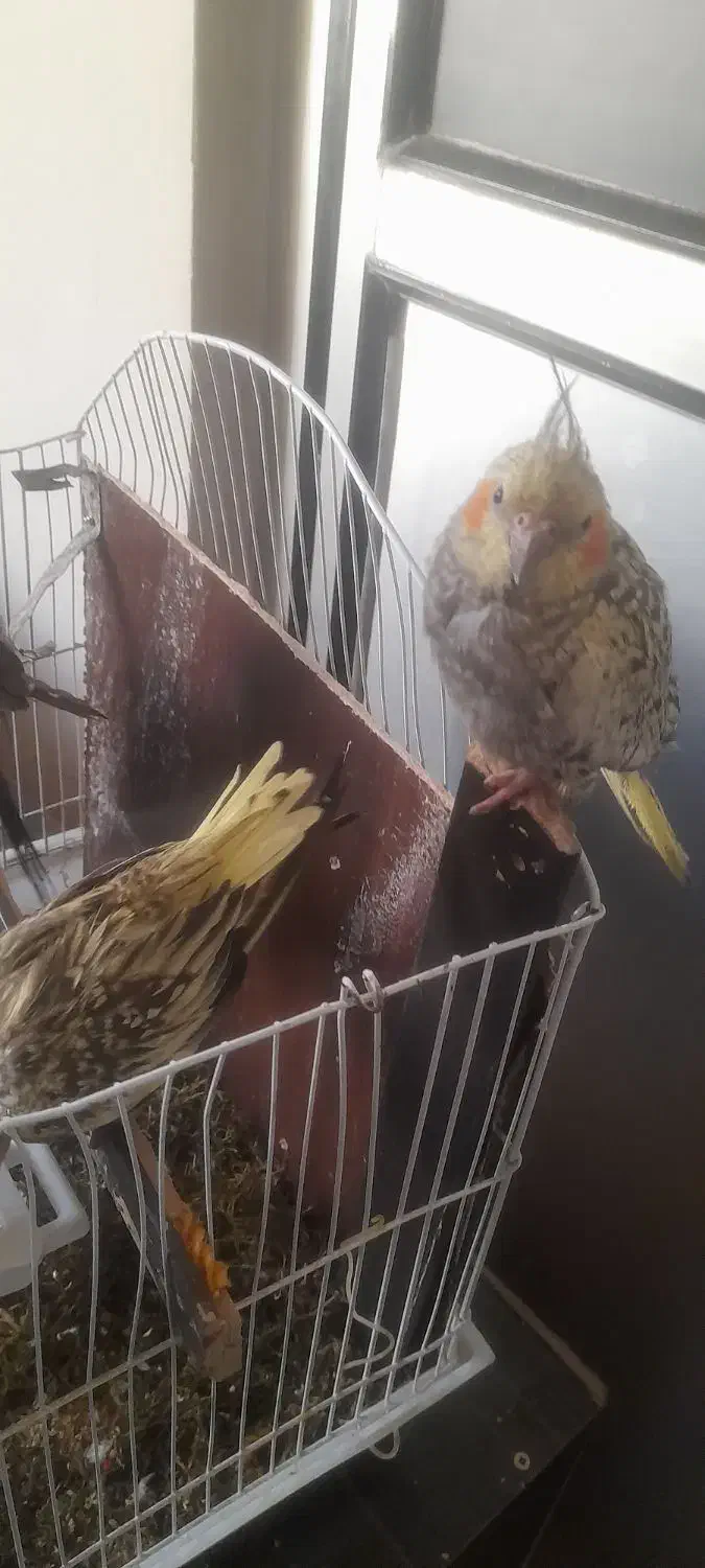 ۵عدد جوجه عروس هلندی دونه ای ۴۰۰|پرنده|قرچک, میرزائی شمالی|دیوار