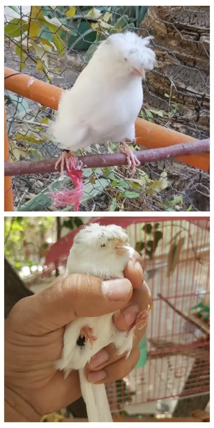 قناری سهره فنچ مرغ‌عشق انگلیسی فروش یا معاوضه|پرنده|شیراز, شاه قلی بیگی|دیوار