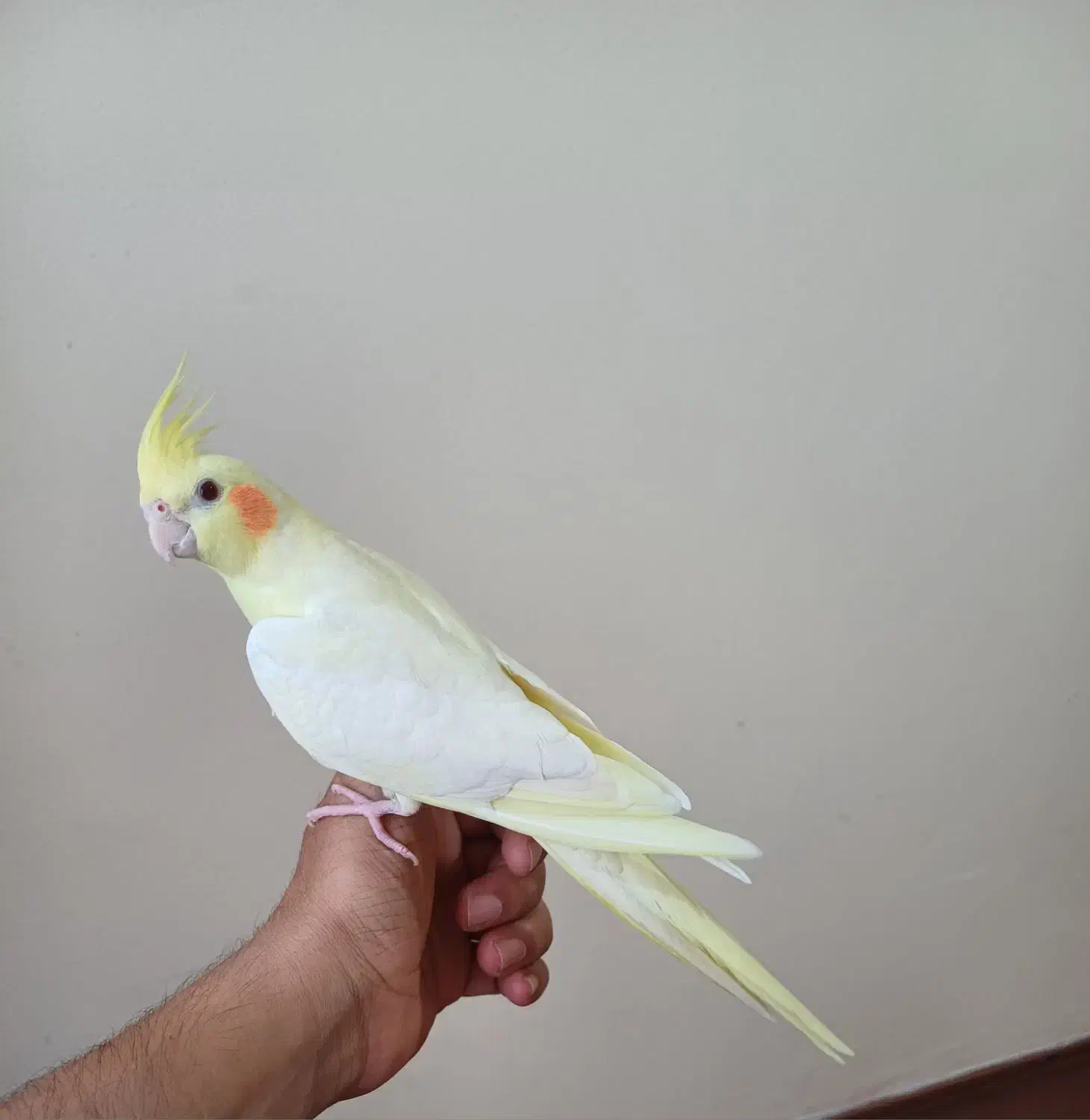 عروس هلندی نر|پرنده|پارسآباد, |دیوار