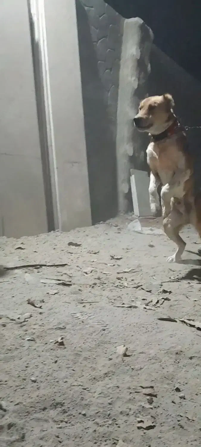 واگذاری|سگ|پیر بکران, |دیوار