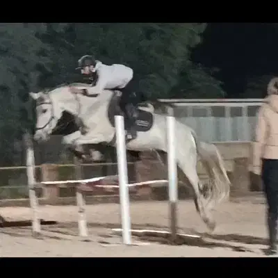 اسب..مادیان نژاد ورزشی|اسب و تجهیزات اسبسواری|تهران, هاشمآباد|دیوار