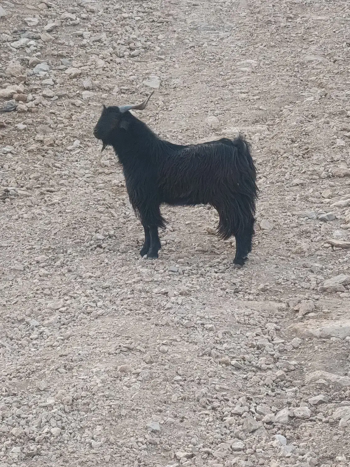 فروشی|حیوانات مزرعه|پلدختر, |دیوار