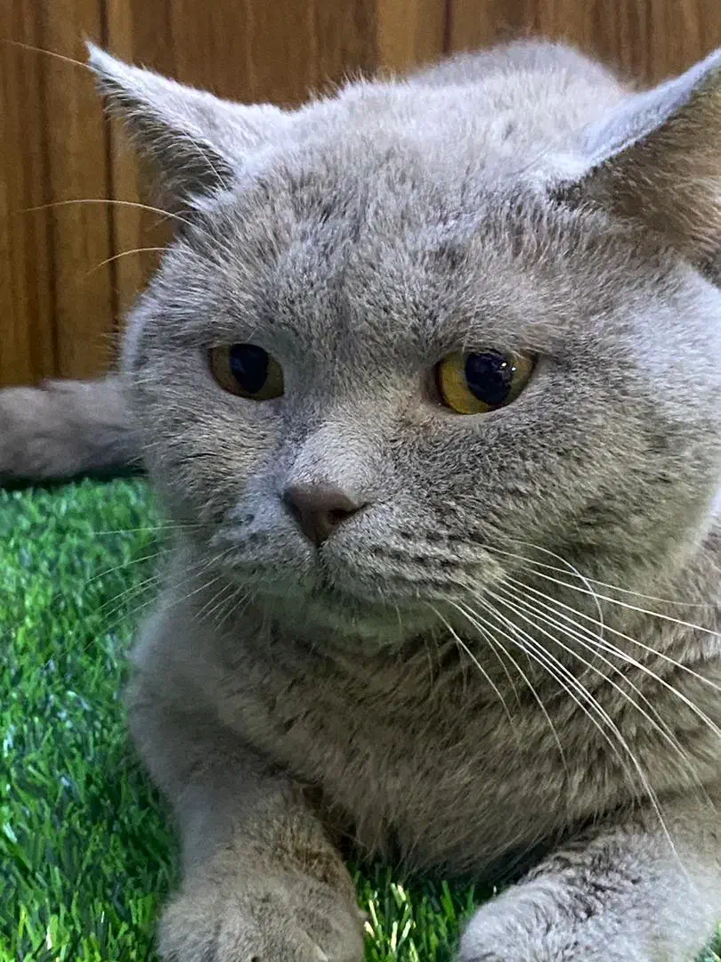 اسکاتیش لیلاک به علت مهاجرت|گربه|تهران, گیشا|دیوار